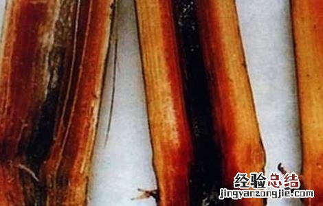 甘蔗病虫害怎样防治 甘蔗常见病虫害的防治方法