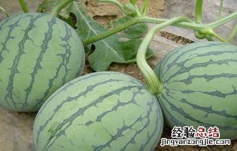 西瓜常见品种 西瓜常见品种有哪些