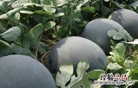 西瓜常见品种 西瓜常见品种有哪些