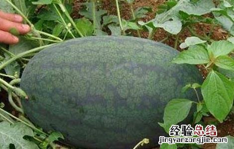 西瓜常见品种 西瓜常见品种有哪些
