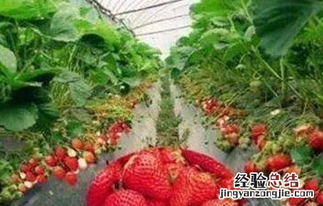 草莓种植不甜的原因 草莓种植不甜的原因是