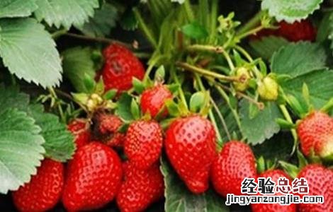 草莓种植不甜的原因 草莓种植不甜的原因是