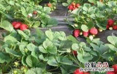 草莓种植不甜的原因 草莓种植不甜的原因是