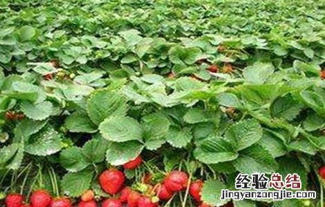 草莓种植不甜的原因 草莓种植不甜的原因是