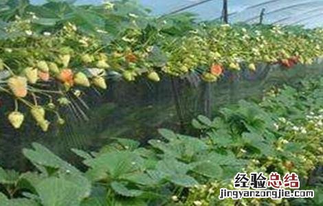 草莓种植不甜的原因 草莓种植不甜的原因是