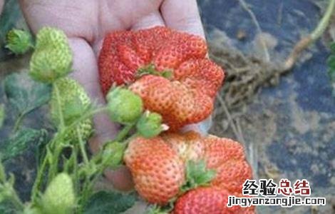 草莓种植不甜的原因 草莓种植不甜的原因是