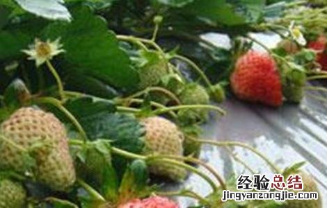 草莓着色不好怎么办 草莓着色不佳的原因和解决方法