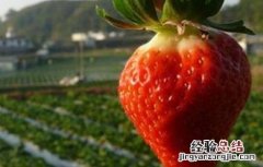草莓着色不好怎么办 草莓着色不佳的原因和解决方法
