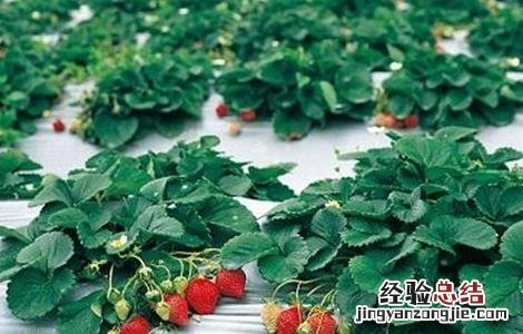 草莓着色不好怎么办 草莓着色不佳的原因和解决方法