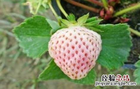 草莓着色不好怎么办 草莓着色不佳的原因和解决方法