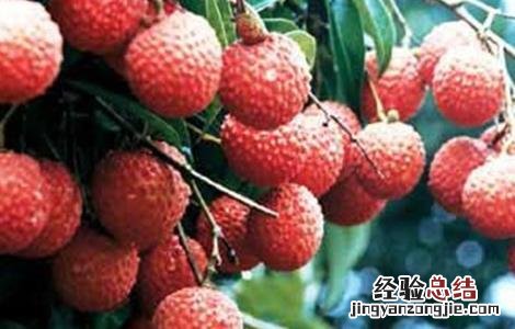 荔枝裂果怎么办 荔枝如何减轻裂果