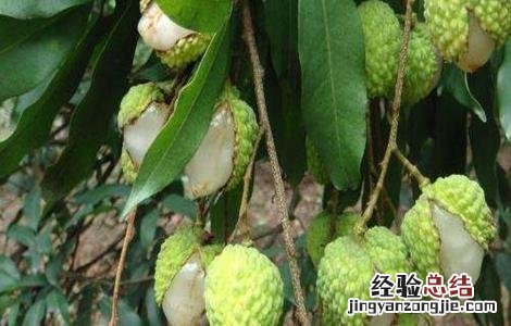 荔枝裂果怎么办 荔枝如何减轻裂果