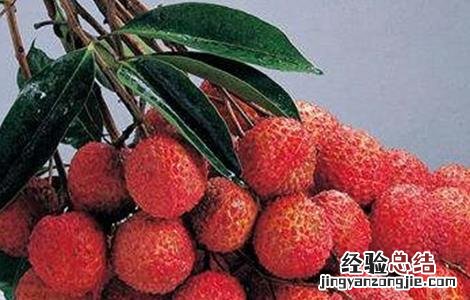 荔枝裂果怎么办 荔枝如何减轻裂果