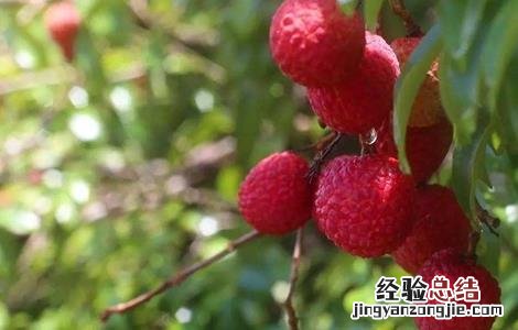 荔枝裂果怎么办 荔枝如何减轻裂果