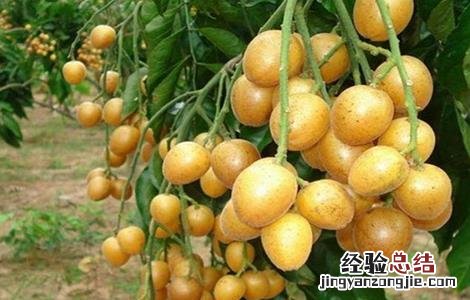 黄皮怎么种植技术 黄皮的种植方法