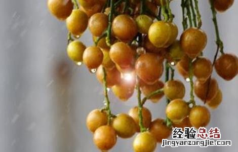 黄皮怎么种植技术 黄皮的种植方法