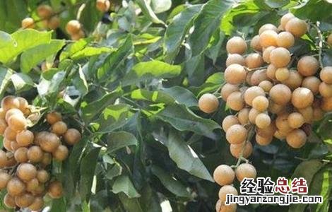 黄皮怎么种植技术 黄皮的种植方法