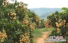 黄皮怎么种植技术 黄皮的种植方法