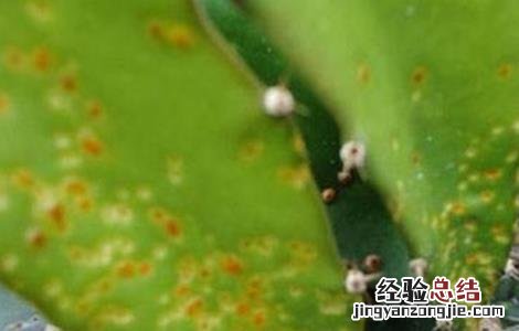 火龙果的病虫害防治方法 火龙果的病虫害防治方法及图片