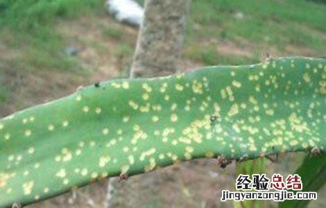 火龙果的病虫害防治方法 火龙果的病虫害防治方法及图片