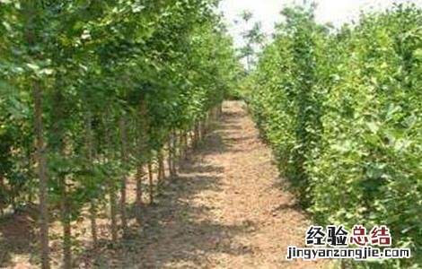 银杏的四种繁殖方法 银杏的四种繁殖方法是什么