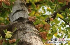 银杏的四种繁殖方法 银杏的四种繁殖方法是什么