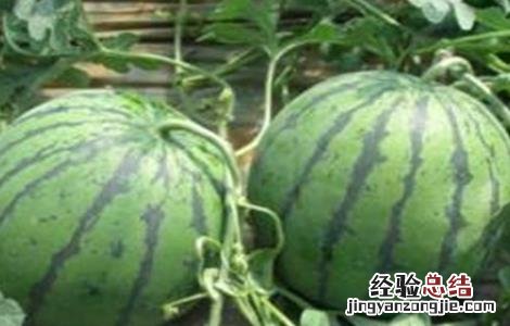 西瓜种植所需要的环境 西瓜种植所需要的环境是什么