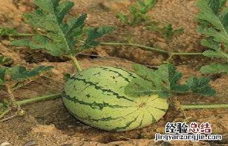 西瓜种植所需要的环境 西瓜种植所需要的环境是什么