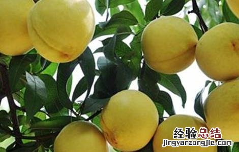 黄桃的种植方法 黄桃种植注意事项