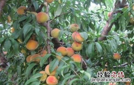 黄桃的种植方法 黄桃种植注意事项