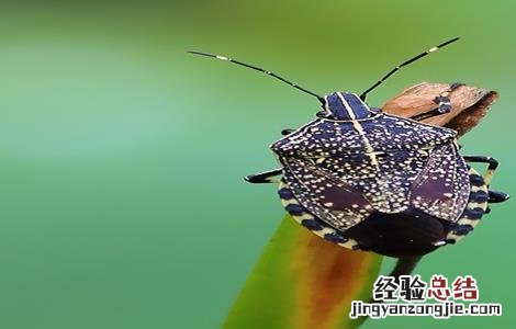 荔枝常见病虫害及防治方法 荔枝常见病虫害及防治