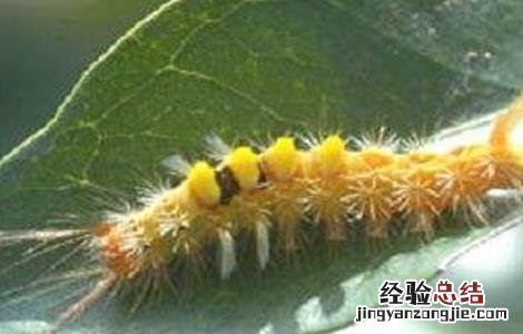 荔枝常见病虫害及防治方法 荔枝常见病虫害及防治