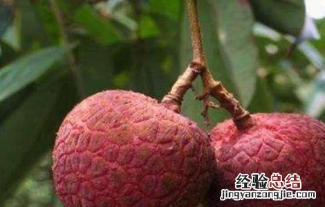 荔枝常见病虫害及防治方法 荔枝常见病虫害及防治