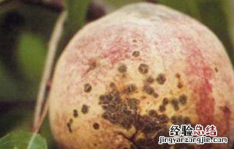 黄桃的病害种类 黄桃的病害种类有哪些