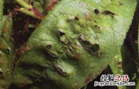 黄桃的病害种类 黄桃的病害种类有哪些