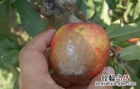 黄桃的病害种类 黄桃的病害种类有哪些