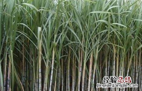 怎么种植甘蔗才好 甘蔗怎么种植技术