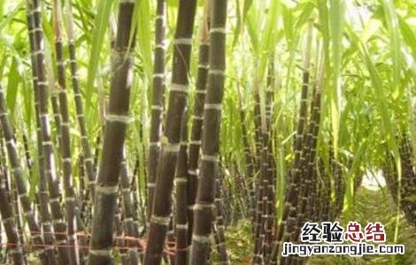 怎么种植甘蔗才好 甘蔗怎么种植技术