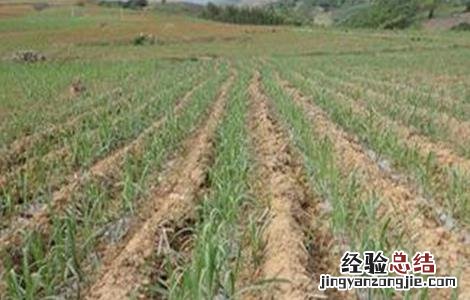 怎么种植甘蔗才好 甘蔗怎么种植技术