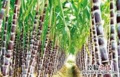 怎么种植甘蔗才好 甘蔗怎么种植技术