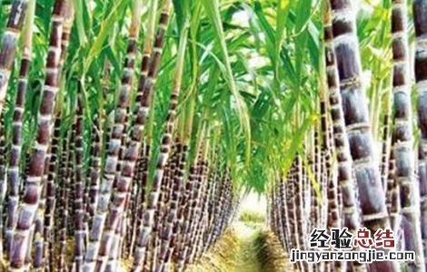 怎么种植甘蔗才好 甘蔗怎么种植技术
