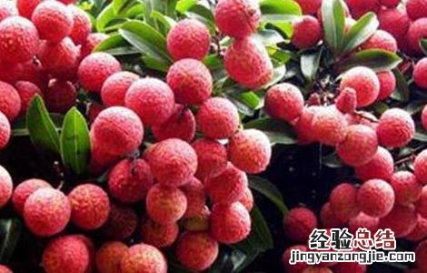 荔枝的种植方法