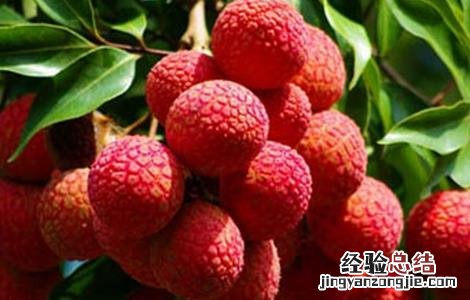 荔枝的种植方法