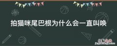 猫咪尾巴直了一直叫 拍猫咪尾巴根为什么会一直叫唤