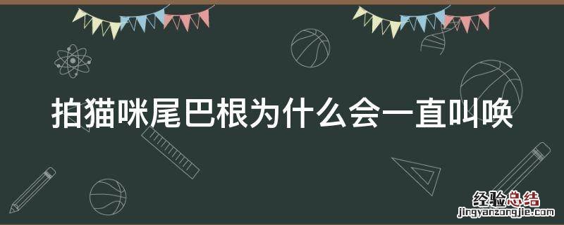 猫咪尾巴直了一直叫 拍猫咪尾巴根为什么会一直叫唤