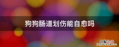 狗狗肠道划伤能自愈吗不吃药 狗狗肠道划伤能自愈吗
