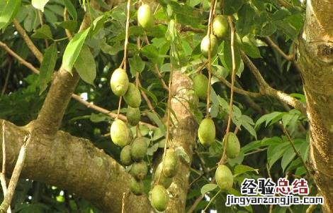 槟榔种植的注意事项和禁忌 槟榔种植的注意事项