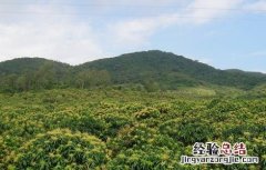 槟榔种植的注意事项和禁忌 槟榔种植的注意事项