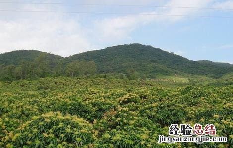 槟榔种植的注意事项和禁忌 槟榔种植的注意事项