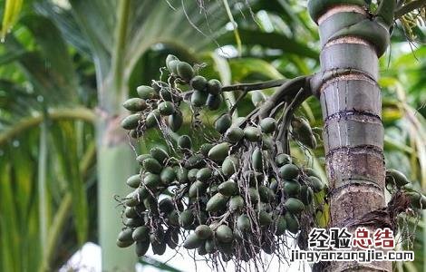 槟榔种植的注意事项和禁忌 槟榔种植的注意事项